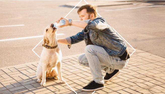 Tips y consejos para cuidar a las mascotas del calor