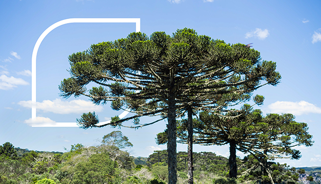 El bosque Araucarias en Misiones no pueden esperar. El propósito de Life Seguros es Protegerlo